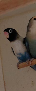 Mooie broedrijpe Agapornis personatus,  personata, Dieren en Toebehoren, Vrouwelijk, Dwergpapegaai of Agapornis