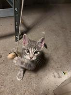 Kitten, Dieren en Toebehoren, Katten en Kittens | Overige Katten, Meerdere dieren, Kortharig, 0 tot 2 jaar