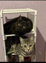 British shorthair, Ophalen of Verzenden