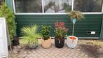Wilt je nog wat groens op het terras in de winter ?, Ophalen, Rond, Hout