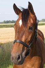 Toekomstige sport pony te koop, Springpony, Gechipt, 3 tot 6 jaar, Onbeleerd