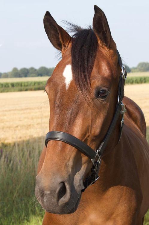 Toekomstige sport pony te koop, Dieren en Toebehoren, Pony's, Merrie, Onbeleerd, E pony (1.48m - 1.57m), Springpony, 3 tot 6 jaar