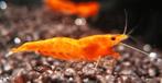Oranje neocaridina garnalen. Zoetwater aquarium, Dieren en Toebehoren, Vissen | Aquariumvissen, Kreeft, Krab of Garnaal