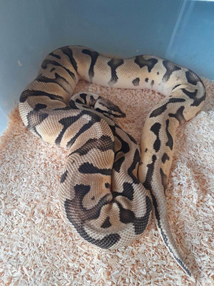 0.1 superpastel dh clown pied nk 23