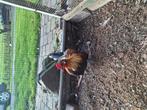 2 Hollandse kriel hanen, Dieren en Toebehoren, Mannelijk, Kip