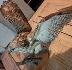 taxidermie taxidermy Opgezette"buizerd" in winterkleed, Verzamelen, Dierenverzamelingen, Ophalen of Verzenden, Zo goed als nieuw