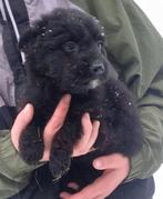 Ontmoet Andres – onze knuffelbeer!, Dieren en Toebehoren, Particulier, Rabiës (hondsdolheid), 15 weken tot 1 jaar, Reu