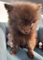 Te koop aangeboden pomeriaan puppies Reutjes /Mannetjes, Dieren en Toebehoren, Honden | Chihuahua's en Gezelschapshonden, Parvo