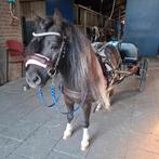 Verzorger gezocht!, Dieren en Toebehoren, Paarden en Pony's | Verzorgingsproducten, Ophalen of Verzenden
