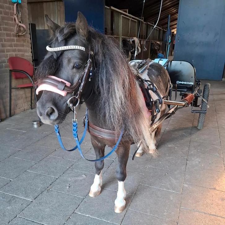 Verzorger gezocht!, Dieren en Toebehoren, Paarden en Pony's | Verzorgingsproducten, Ophalen of Verzenden