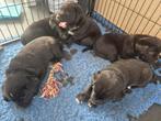 Te koop boulab pups uit huis/woonkamer, Dieren en Toebehoren, 8 tot 15 weken, Meerdere, Meerdere dieren, Nederland
