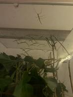 Gratis wandelende takken, Dieren en Toebehoren, Insecten en Spinnen, Wandelende tak