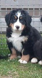 Berner Sennen pups, Dieren en Toebehoren, België, 8 tot 15 weken, Parvo, Meerdere