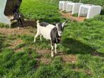 Grote bonte geit, Dieren en Toebehoren, Schapen, Geiten en Varkens, Vrouwelijk, Geit, 3 tot 5 jaar
