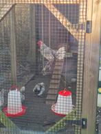Kippen Sebright zilver zwart gezoomd, Dieren en Toebehoren, Pluimvee | Toebehoren, Ophalen of Verzenden, Drinken en Voederen