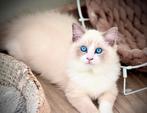 Ragdoll blue point bicolor fok katerje, Dieren en Toebehoren, Katten en Kittens | Raskatten | Langhaar, Poes, Met stamboom, 0 tot 2 jaar