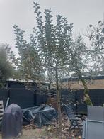 Goudreinet Appelboom, Ophalen, Lente, Volle zon, Overige soorten