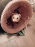 Fret ram gezocht, Mei, Mannelijk