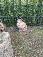 Koppeltje konijnen, Dieren en Toebehoren, Meerdere dieren, Middelgroot