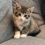 Nog (2) kittens "vrouwtjes", Meerdere dieren, Kortharig, 0 tot 2 jaar