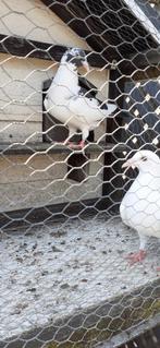 Jonge kleurpostduiven te koop., Dieren en Toebehoren, Meerdere dieren