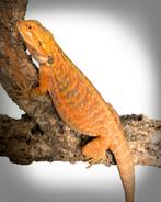 Baardagaam Hypo Citrus Tiger het.Trans G Stripe Leatherback, Dieren en Toebehoren, Reptielen en Amfibieën, Hagedis, Tam, 0 tot 2 jaar