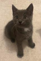 Britse korthaar kittens, Geslacht onbekend, Kortharig, 0 tot 2 jaar