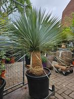 Chamaerops Compacta meerstammig - diverse andere Palmbomen, Ophalen of Verzenden, Zomer, Overige soorten, Volle zon