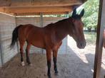 te koop 11 jarige ruin, Dieren en Toebehoren, Paarden, Springpaard, Z, Gechipt, Ruin
