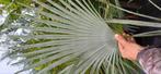 Trachycarpus princeps blue silver, Ophalen, Bloeit niet, Overige soorten, Halfschaduw