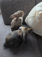 Konijnen en hok te koop, Mannelijk, Kip