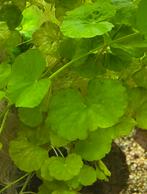 Mooie aquarium planten heb ze zelf bij mijn garnalen, Dieren en Toebehoren, Vissen | Aquaria en Toebehoren, Ophalen, Nieuw, Plant(en), Steen of Hout