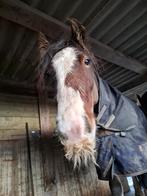 Hele lieve tinker ruin van 1,55 hoog zoekt 5* huidje /tekoop, Ophalen of Verzenden, Dressuur