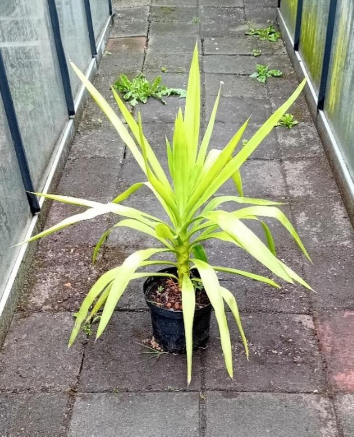 Yucca elephantipes., Huis en Inrichting, Kamerplanten, Yucca, Minder dan 100 cm, Bloeiende kamerplant, Volle zon, In pot, Ophalen of Verzenden