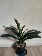 Clivia miniata met knopvorming., Bloeiende kamerplant, Ophalen of Verzenden, Volledige schaduw, Minder dan 100 cm