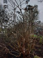 Hortensia aspera, Tuin en Terras, Planten | Tuinplanten, Vaste plant, Halfschaduw, Zomer, Ophalen