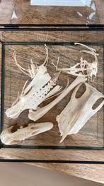 Skelet delen van eendachtige, Ophalen, Gebruikt, Vogel