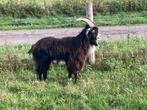 Stamboek Landgeit bokken, Dieren en Toebehoren, Schapen, Geiten en Varkens, Mannelijk, Geit, 0 tot 2 jaar