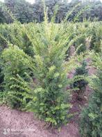 Taxus Baccata Venijnboom 40 tot 160 cm haag planten struiken, Ophalen of Verzenden, Taxus, Struik, 100 tot 250 cm