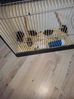 tk koppel kwartels 10 euro per koppel, Dieren en Toebehoren, Vogels | Overige Vogels, Meerdere dieren, Tropenvogel