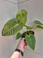 Anthurium Veitchii Xl p17 (2), Huis en Inrichting, Kamerplanten, Ophalen of Verzenden, Minder dan 100 cm