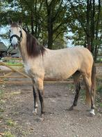 Extreem mooie Spaanse merrie beschikbaar, Dieren en Toebehoren, Paarden, Merrie, Minder dan 160 cm, Gechipt, Dressuurpaard