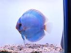 dutch discus cobalt 5-6 cm, Dieren en Toebehoren, Vissen | Aquariumvissen, Vis, Zoetwatervis