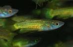Aplocheilus Lineatus gold - Koidreams Valburg, Vis, Zoetwatervis, Schoolvis