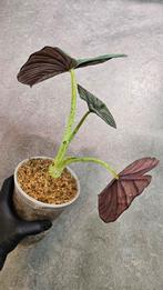 Alocasia Nebula Imperialis, Ophalen of Verzenden, Overige soorten, Minder dan 100 cm