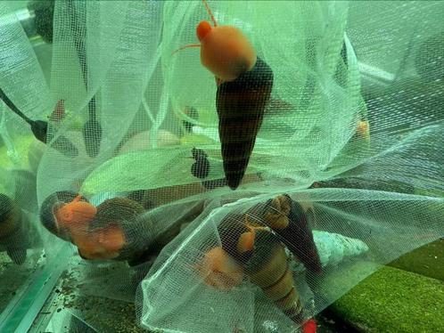 Tylomelania, rabbit snail, konijnslak, olifantslak, Dieren en Toebehoren, Vissen | Aquariumvissen, Slak of Weekdier