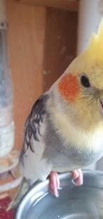Valkparkiet, Dieren en Toebehoren, Vogels | Duiven, Overige soorten