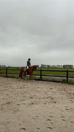 Bijrijdpony/paard gezocht, bijrijder aangebode, Ophalen of Verzenden, Nieuw
