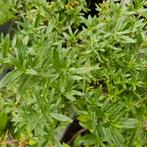 Hyssopp zaad,tegen hoest,keelontsteking,astma,, Tuin en Terras, Planten | Tuinplanten, Verzenden, Eenjarig, Overige soorten, Volle zon
