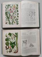 Hegi , Illustriete flora von Mittel-europa, Gelezen, Natuurwetenschap, Ophalen